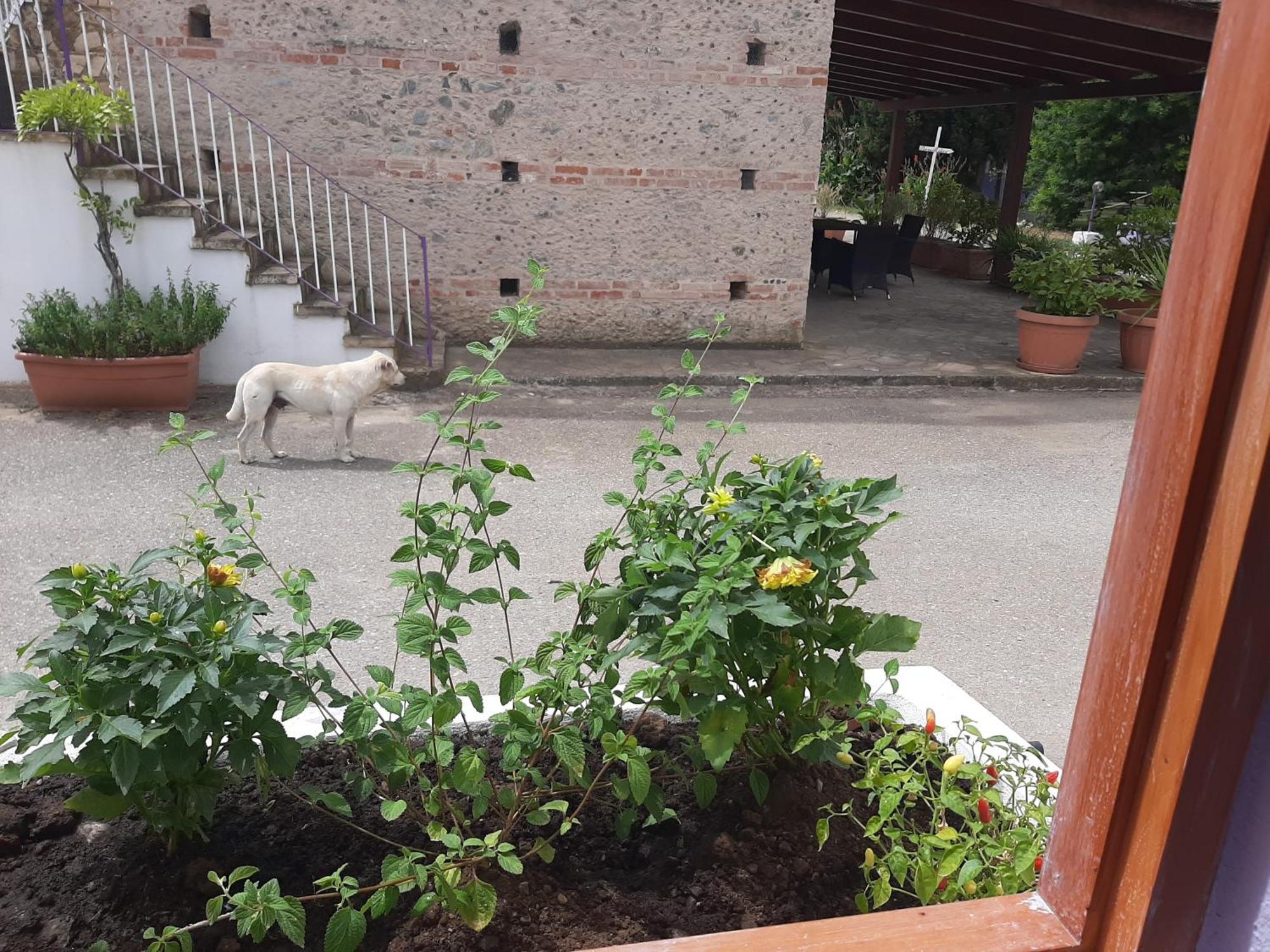Azienda Agricola Neocastrum Lamezia Terme Buitenkant foto
